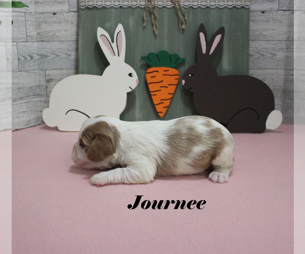 Medium Photo #7 Cavalier King Charles Spaniel Puppy For Sale in CHANUTE, KS, USA