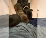 Small #6 Doberman Pinscher