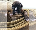 Puppy 3 Boxer