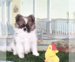 Small #1 Pomeranian