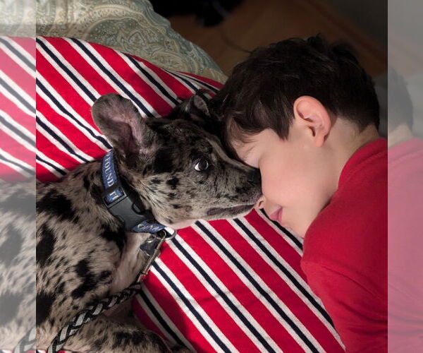 Medium Photo #4 Catahoula Leopard Dog-Unknown Mix Puppy For Sale in Brooklyn Center, MN, USA