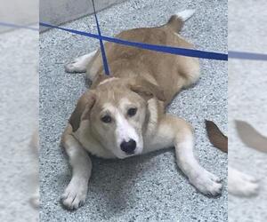 Labrador Retriever-Unknown Mix Dogs for adoption in Conroe, TX, USA