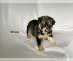Small #1 German Shepherd Dog
