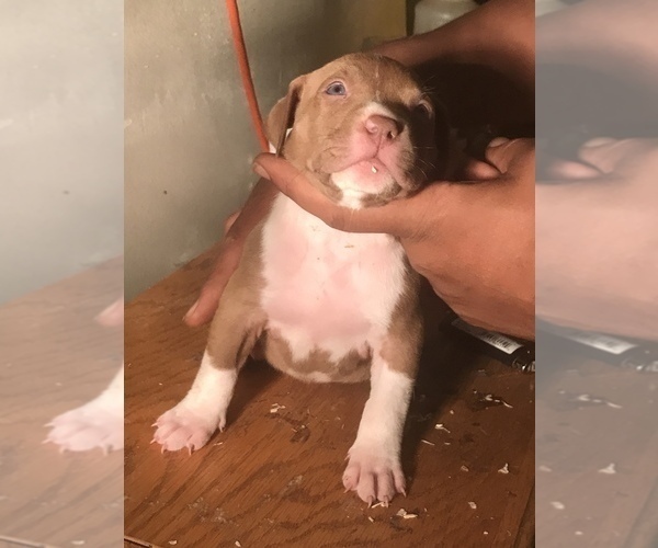Medium Photo #8 American Bully Puppy For Sale in CO SPGS, CO, USA