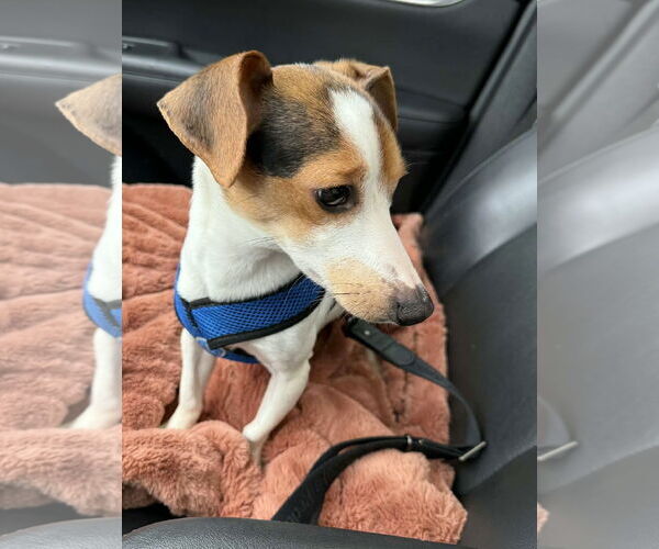 Medium Photo #2 Cheagle Puppy For Sale in Arlington, WA, USA