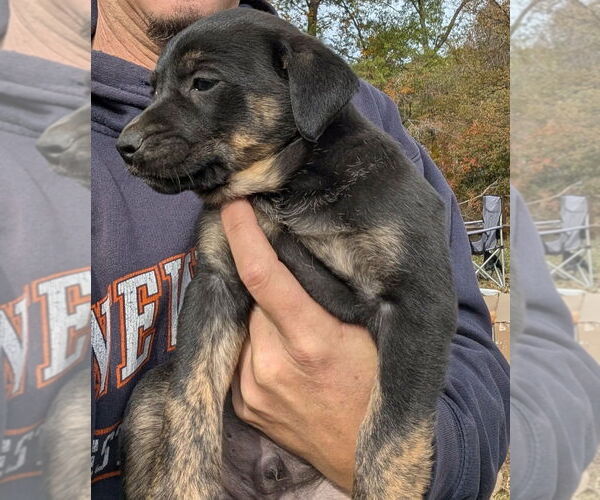 Medium Photo #1 German Shepherd Dog-Unknown Mix Puppy For Sale in Oak Bluffs, MA, USA