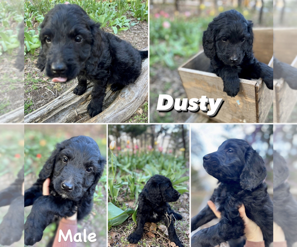 Medium Photo #7 Goldendoodle (Miniature) Puppy For Sale in GUTHRIE, OK, USA
