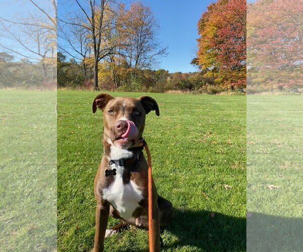 Medium Photo #8 American Pit Bull Terrier-Unknown Mix Puppy For Sale in Rockaway, NJ, USA