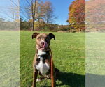 Small #7 American Pit Bull Terrier Mix
