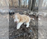 Small #11 Aussie-Poo-Goldendoodle Mix