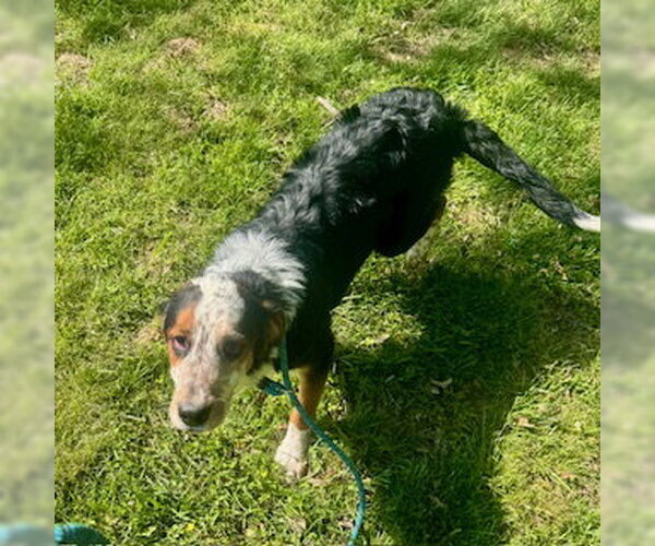 Medium Photo #2 Bernese Mountain Dog-Unknown Mix Puppy For Sale in Sparta, TN, USA