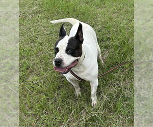 Bumper - Male Bulldog Dog for Adoption
