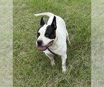 Bumper - Male Bulldog Dog for Adoption - Small photo