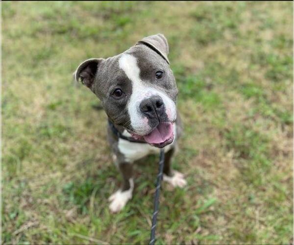 Medium Photo #5 American Pit Bull Terrier Puppy For Sale in Charlotte, NC, USA