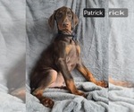 Small #3 Doberman Pinscher