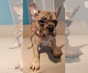French Bulldog Puppy for sale in TAMPA, FL, USA