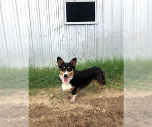 Father of the Pembroke Welsh Corgi puppies born on 12/09/2019