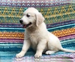 Small Photo #2 English Cream Golden Retriever Puppy For Sale in LANCASTER, PA, USA