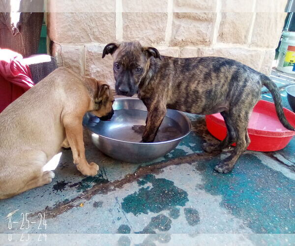 Medium Photo #9 Mutt Puppy For Sale in Apple Valley, CA, USA