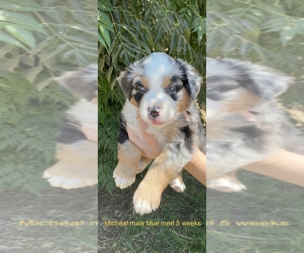Medium Photo #1 Australian Shepherd Puppy For Sale in VISALIA, CA, USA