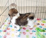 Small #2 Japanese Chin