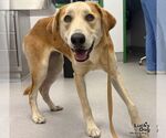 Alexis - Female Labrenees Dog for Adoption - Small photo
