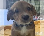 Small Colonial Cocker Spaniel Mix
