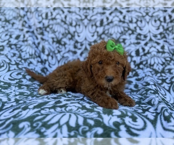 Medium Photo #7 Cavapoo (Miniature) Puppy For Sale in LAKELAND, FL, USA
