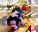 Small Photo #5 Boston Terrier Puppy For Sale in CORPUS CHRISTI, TX, USA