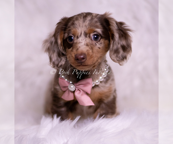 Medium Photo #2 Dachshund Puppy For Sale in WARSAW, IN, USA