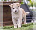 Small #3 Siberian Husky Mix