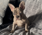 Small #9 French Bulldog