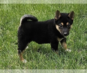 Shiba Inu Puppy for sale in CLARK, MO, USA