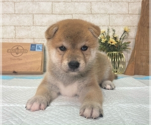 Shiba Inu Puppy for sale in EMPIRE STATE, NY, USA
