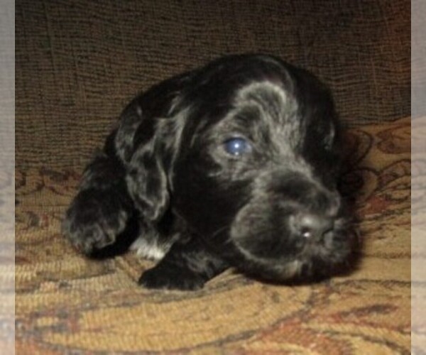 Medium Photo #17 Aussie-Poo-Aussiedoodle Mix Puppy For Sale in LINCOLN, AL, USA