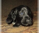 Small Photo #17 Aussie-Poo-Aussiedoodle Mix Puppy For Sale in LINCOLN, AL, USA