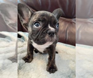 French Bulldog Puppy for sale in LOS ANGELES, CA, USA