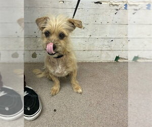Mutt Dogs for adoption in San Bernardino, CA, USA