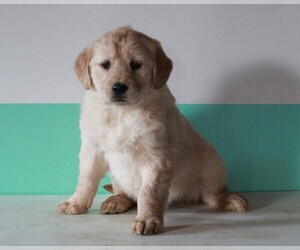 Golden Retriever Puppy for sale in FREDERICKSBURG, OH, USA