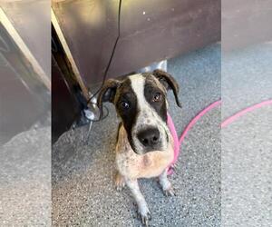 American Staffordshire Terrier-Eurasier Mix Dogs for adoption in Front Royal, VA, USA