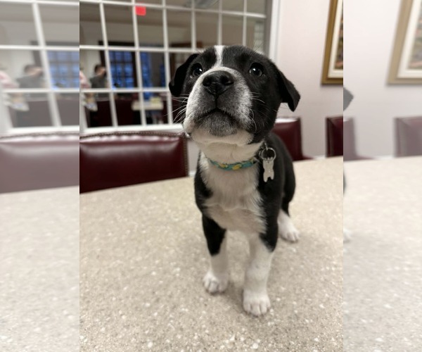 Medium Photo #1 Mutt Puppy For Sale in Holly Springs, NC, USA