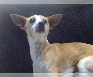 Chihuahua Dogs for adoption in Sacramento, CA, USA