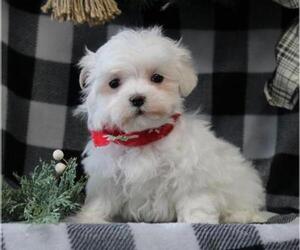 Maltese Puppy for sale in ORO VALLEY, AZ, USA