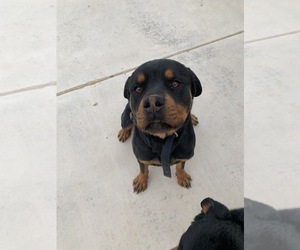 Rottweiler Puppy for sale in ADELANTO, CA, USA
