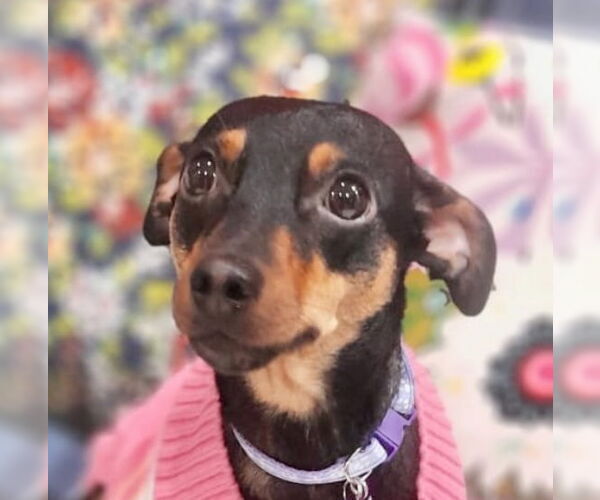 Medium Photo #1 Chipin Puppy For Sale in San Diego, CA, USA