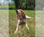 Small #10 Beagle