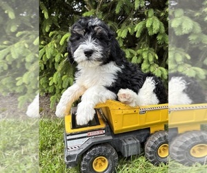 Bernedoodle Puppy for sale in MIDDLEBURY, IN, USA