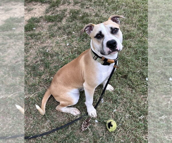 Medium Photo #1 Mutt Puppy For Sale in Evansville, IN, USA