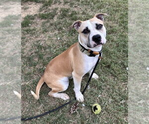 Mutt Dogs for adoption in Evansville, IN, USA