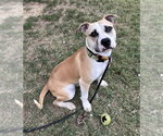 Edwin - Male Mutt Dog for Adoption - Small photo
